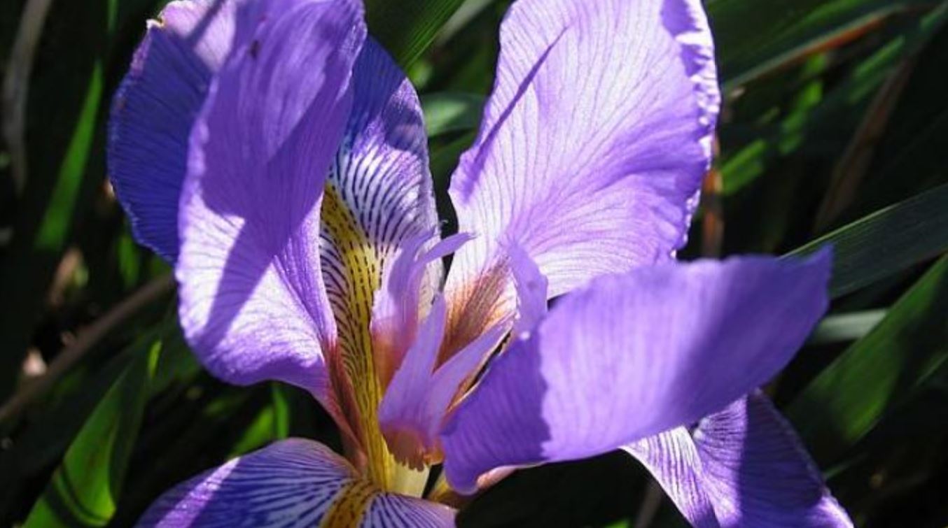 Iris Florentina