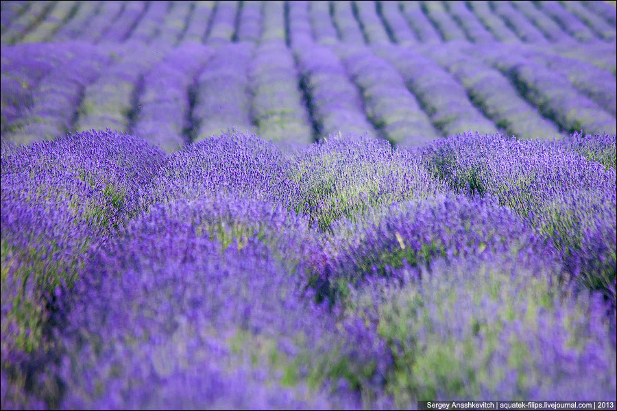 Lavender