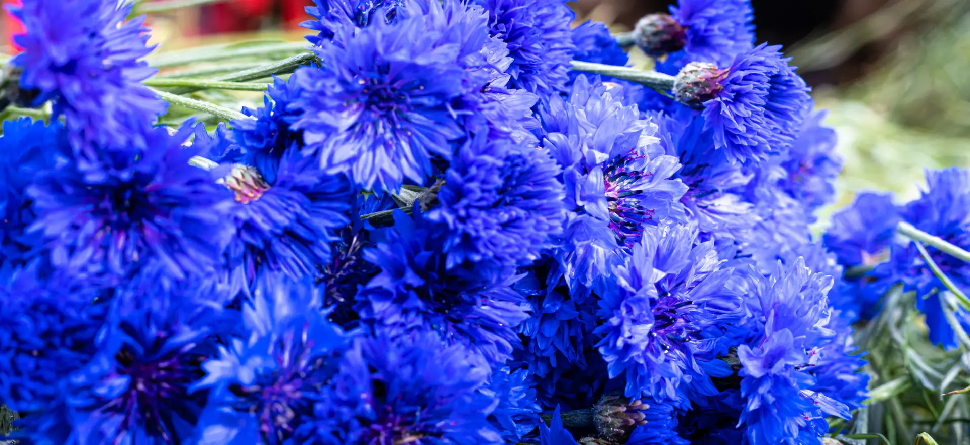 Daffodil Cornflower Flower Poppy