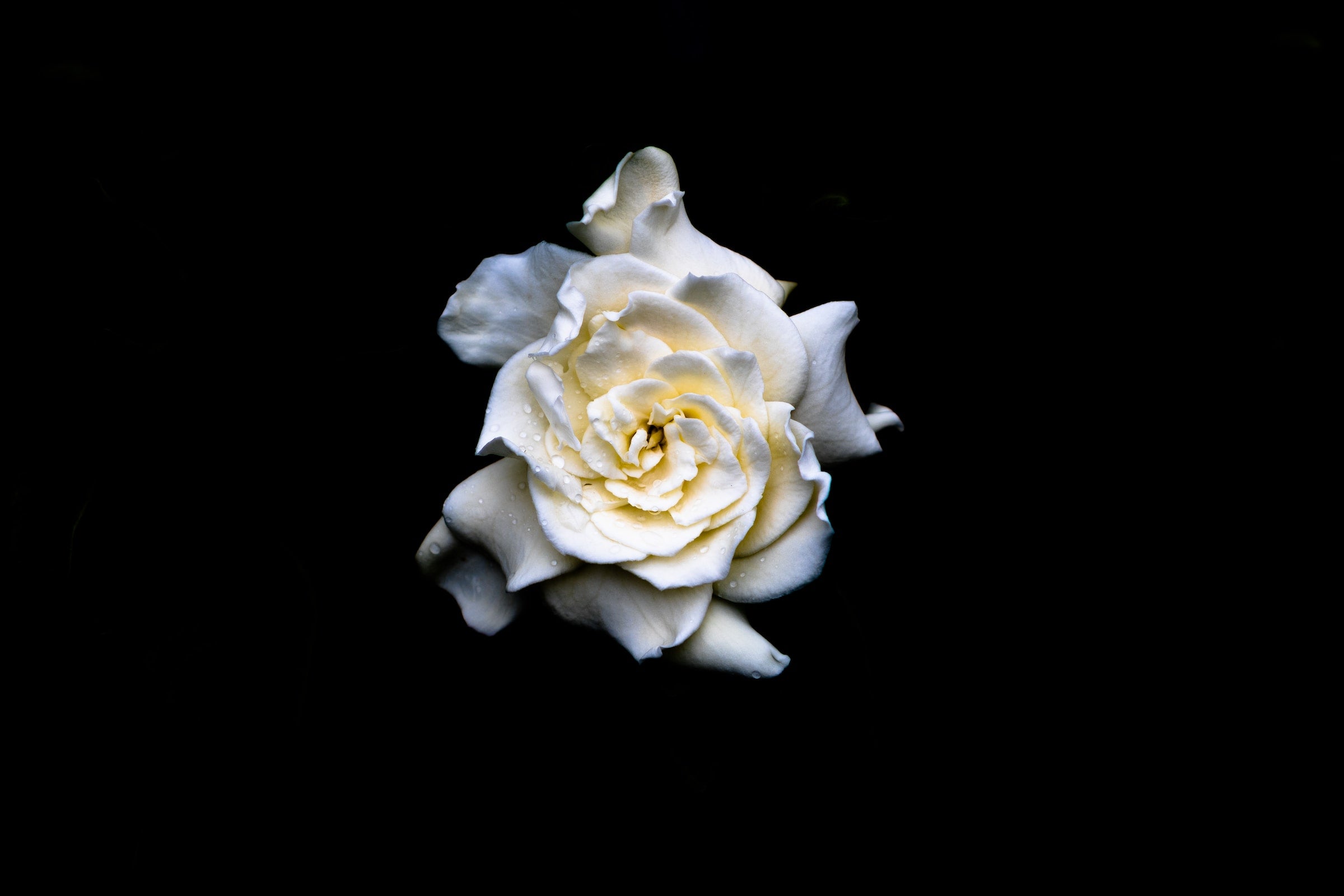 Gardenia