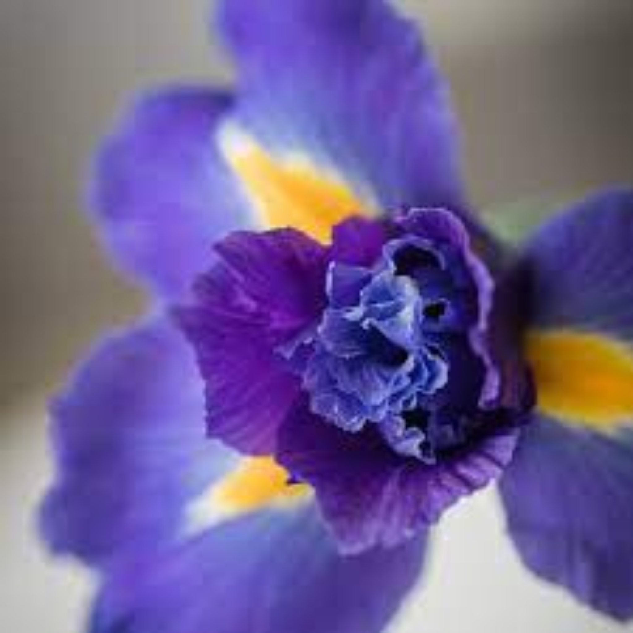 Saponificio Artigianale Fiorentino Iris and Wisteria Bar Soap 6x250g